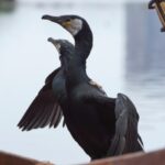 長良川鵜飼の鵜
