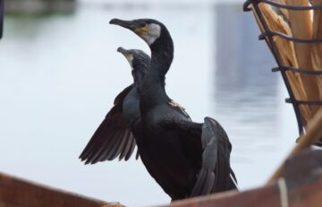 長良川鵜飼の鵜